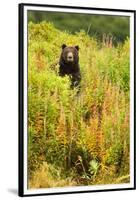 Brown Bear, Katmai National Park, Alaska-null-Framed Premium Photographic Print