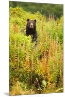 Brown Bear, Katmai National Park, Alaska-null-Mounted Premium Photographic Print