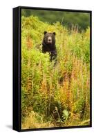 Brown Bear, Katmai National Park, Alaska-null-Framed Stretched Canvas