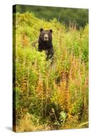 Brown Bear, Katmai National Park, Alaska-null-Stretched Canvas