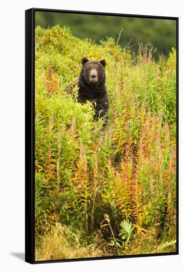 Brown Bear, Katmai National Park, Alaska-null-Framed Stretched Canvas