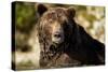 Brown Bear, Katmai National Park, Alaska-null-Stretched Canvas