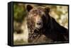 Brown Bear, Katmai National Park, Alaska-null-Framed Stretched Canvas