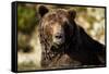 Brown Bear, Katmai National Park, Alaska-null-Framed Stretched Canvas