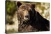 Brown Bear, Katmai National Park, Alaska-null-Stretched Canvas