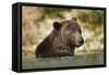 Brown Bear, Katmai National Park, Alaska-null-Framed Stretched Canvas