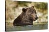 Brown Bear, Katmai National Park, Alaska-null-Stretched Canvas