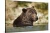 Brown Bear, Katmai National Park, Alaska-null-Stretched Canvas