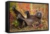 Brown Bear, Katmai National Park, Alaska-null-Framed Stretched Canvas