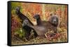 Brown Bear, Katmai National Park, Alaska-null-Framed Stretched Canvas