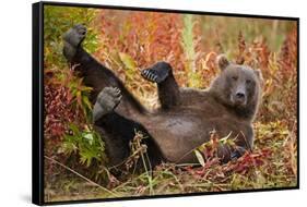 Brown Bear, Katmai National Park, Alaska-null-Framed Stretched Canvas