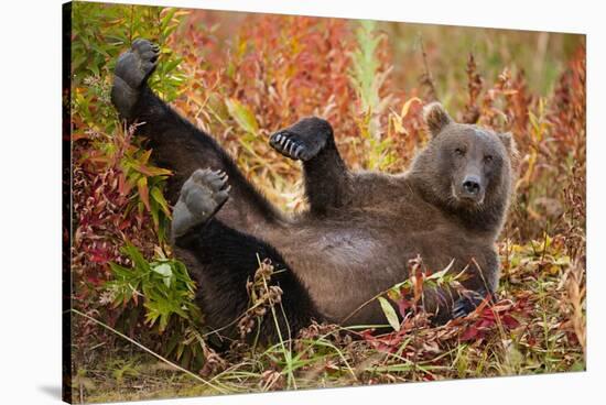 Brown Bear, Katmai National Park, Alaska-null-Stretched Canvas