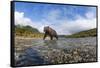 Brown Bear, Katmai National Park, Alaska-null-Framed Stretched Canvas