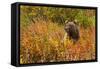 Brown Bear, Katmai National Park, Alaska-null-Framed Stretched Canvas