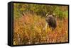 Brown Bear, Katmai National Park, Alaska-null-Framed Stretched Canvas