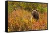 Brown Bear, Katmai National Park, Alaska-null-Framed Stretched Canvas