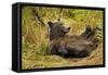 Brown Bear, Katmai National Park, Alaska-null-Framed Stretched Canvas