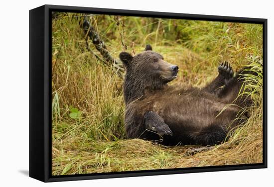 Brown Bear, Katmai National Park, Alaska-null-Framed Stretched Canvas