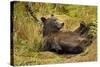 Brown Bear, Katmai National Park, Alaska-null-Stretched Canvas