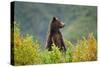 Brown Bear, Katmai National Park, Alaska-null-Stretched Canvas