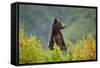 Brown Bear, Katmai National Park, Alaska-null-Framed Stretched Canvas