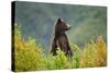 Brown Bear, Katmai National Park, Alaska-null-Stretched Canvas