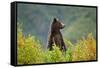 Brown Bear, Katmai National Park, Alaska-null-Framed Stretched Canvas