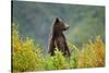 Brown Bear, Katmai National Park, Alaska-null-Stretched Canvas