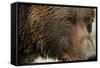 Brown Bear, Katmai National Park, Alaska-null-Framed Stretched Canvas