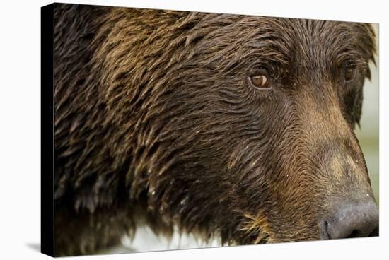 Brown Bear, Katmai National Park, Alaska-null-Stretched Canvas