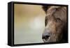 Brown Bear, Katmai National Park, Alaska-null-Framed Stretched Canvas