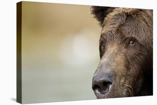 Brown Bear, Katmai National Park, Alaska-null-Stretched Canvas