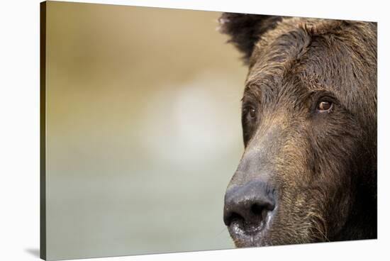 Brown Bear, Katmai National Park, Alaska-null-Stretched Canvas