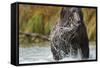 Brown Bear, Katmai National Park, Alaska-null-Framed Stretched Canvas