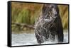 Brown Bear, Katmai National Park, Alaska-null-Framed Stretched Canvas