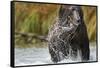 Brown Bear, Katmai National Park, Alaska-null-Framed Stretched Canvas