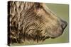 Brown Bear, Katmai National Park, Alaska-null-Stretched Canvas