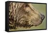 Brown Bear, Katmai National Park, Alaska-null-Framed Stretched Canvas