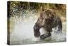 Brown Bear, Katmai National Park, Alaska-null-Stretched Canvas