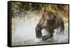 Brown Bear, Katmai National Park, Alaska-null-Framed Stretched Canvas