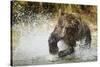 Brown Bear, Katmai National Park, Alaska-null-Stretched Canvas