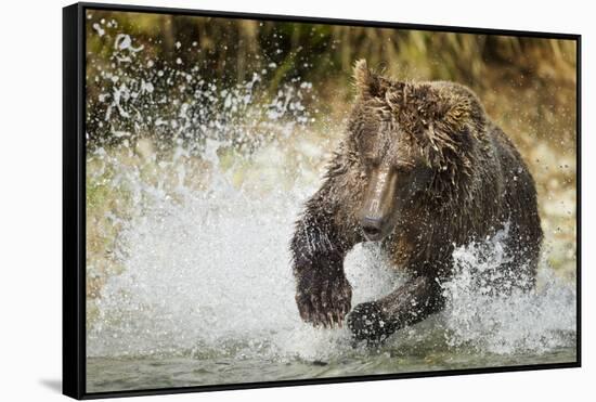 Brown Bear, Katmai National Park, Alaska-null-Framed Stretched Canvas