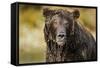 Brown Bear, Katmai National Park, Alaska-null-Framed Stretched Canvas