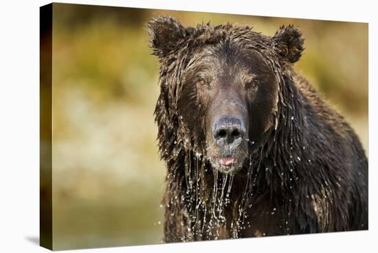 Brown Bear, Katmai National Park, Alaska-null-Stretched Canvas