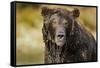 Brown Bear, Katmai National Park, Alaska-null-Framed Stretched Canvas