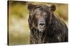 Brown Bear, Katmai National Park, Alaska-null-Stretched Canvas