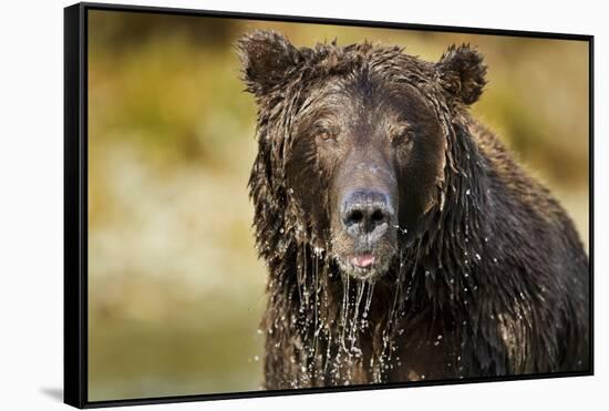 Brown Bear, Katmai National Park, Alaska-null-Framed Stretched Canvas