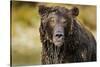 Brown Bear, Katmai National Park, Alaska-null-Stretched Canvas