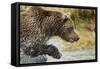 Brown Bear, Katmai National Park, Alaska-null-Framed Stretched Canvas