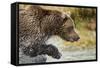 Brown Bear, Katmai National Park, Alaska-null-Framed Stretched Canvas